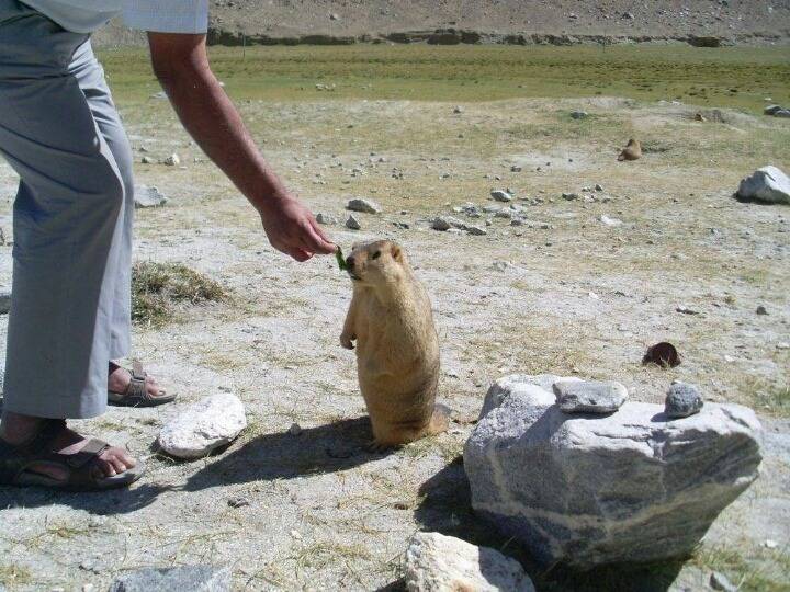 뱃살 만져보고 싶은 동물 | 인스티즈