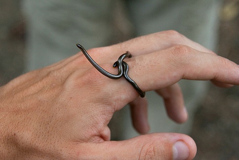 [동물칭구] 당신이 처음 봤을 수도 있는 희귀동물들 50종 | 인스티즈