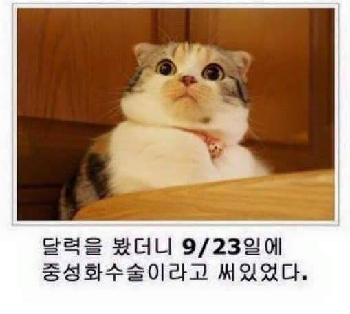 냥냥이 시리즈.jpg | 인스티즈