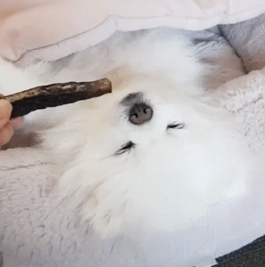 강아지를 깨우는 방법 | 인스티즈