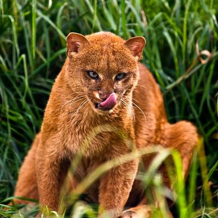 [동물칭구] 당신이 처음 봤을 수도 있는 희귀동물들 50종 | 인스티즈