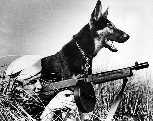 견종 이야기 - 저먼 셰퍼드 | 인스티즈