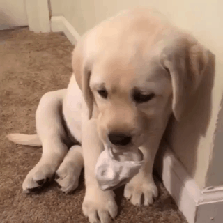 사고 치고 혼나는 인절미.gif | 인스티즈