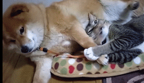 시바견과 고양이 | 인스티즈