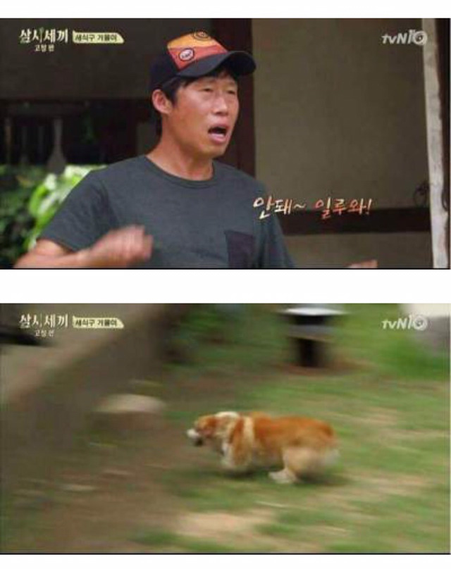 유해진이 없어진 개를 찾는 방법(feat. 삼시세끼 겨울이) | 인스티즈