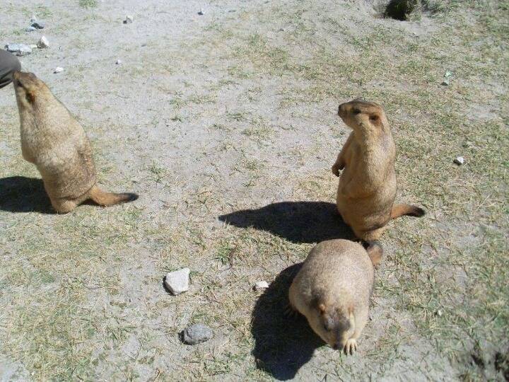 뱃살 만져보고 싶은 동물 | 인스티즈
