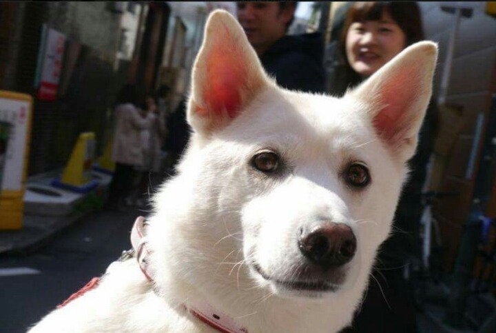 전생 남자친구가 개로 환생함 | 인스티즈