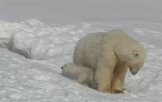 귀요미 북극곰들.gif | 인스티즈