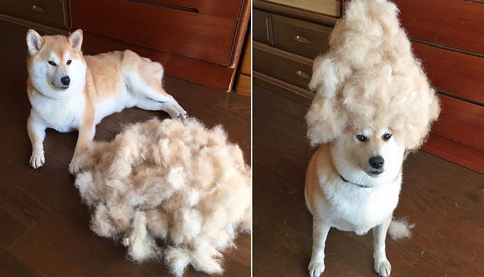 강아지 털갈이 모음 | 인스티즈