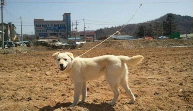 목줄 달린 강아지에게 자유를 주고 싶었던 주인의 아이디어 | 인스티즈