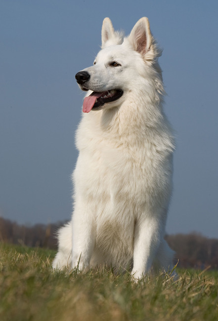 견종 이야기 - 저먼 셰퍼드 | 인스티즈