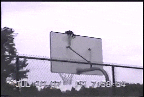 익스트림 냥냥이 | 인스티즈