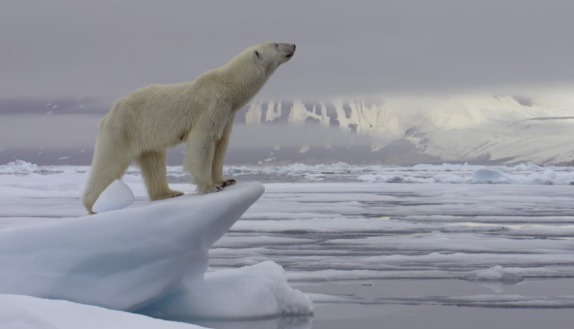 귀요미 북극곰들.gif | 인스티즈