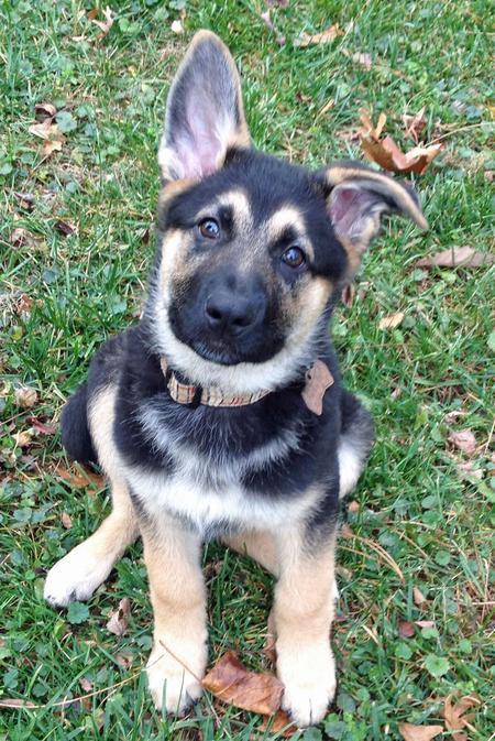 견종 이야기 - 저먼 셰퍼드 | 인스티즈