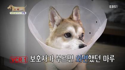 아픈 개가 주인을 피하는 이유 +추가 | 인스티즈