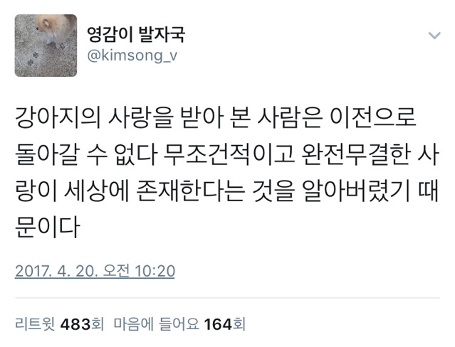 강아지의 사랑을 받아본 사람은 이전으로 돌아갈 수 없다 | 인스티즈