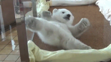 귀요미 북극곰들.gif | 인스티즈