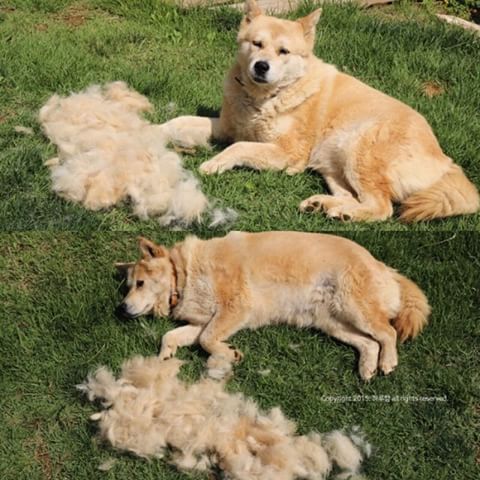 강아지 털갈이 모음 | 인스티즈