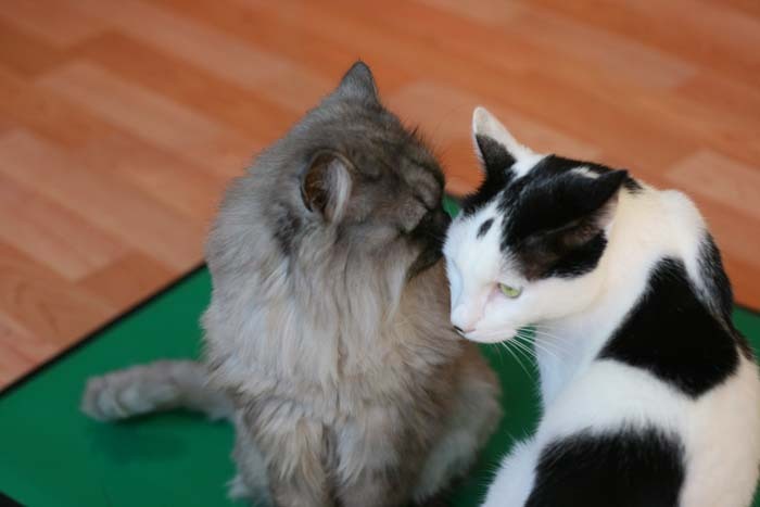 좋아하는 사람이 생긴 후 주위 사람들에게 말한다 vs 안말한다 | 인스티즈