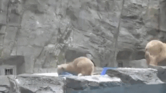 귀요미 북극곰들.gif | 인스티즈