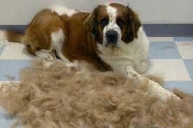 강아지 털갈이 모음 | 인스티즈