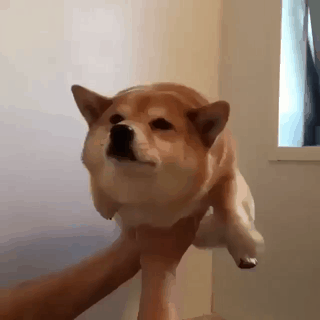 강아지 gif | 인스티즈