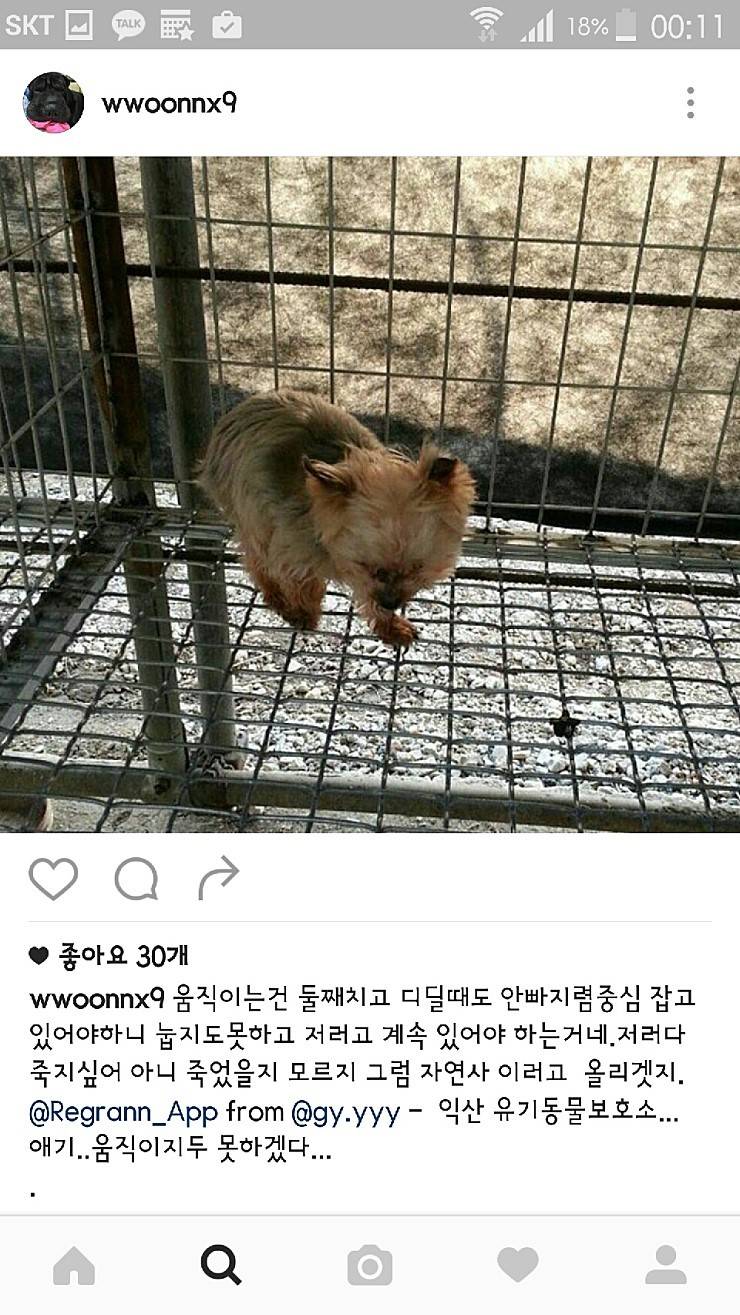 익산유기동물보호소의 공고사진 항의전화나 민원글쓰자(강아지 마음아픈사진있어)! | 인스티즈