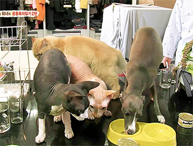 [동물농장] 위너집에 사는 두 얼굴의 고양이 죠니 | 인스티즈