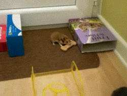 쿠키 훔쳐가는 햄스터 | 인스티즈