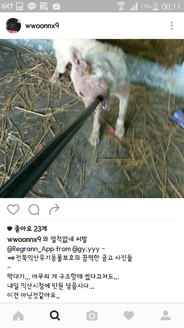 익산유기동물보호소의 공고사진 항의전화나 민원글쓰자(강아지 마음아픈사진있어)! | 인스티즈