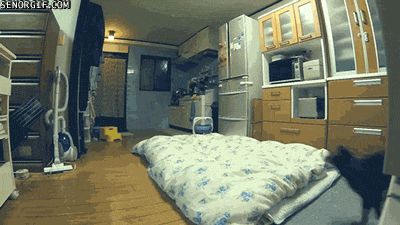 날으는 냥냥이.gif | 인스티즈