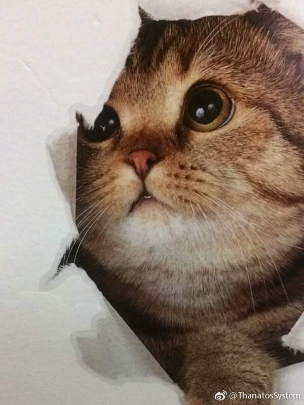 3D 고양이 벽지.jpg | 인스티즈