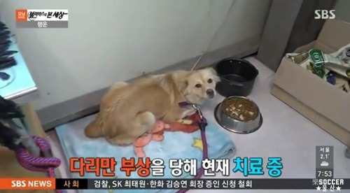 차에 치인 강아지.jpgif (훈훈주의) | 인스티즈