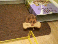 쿠키 훔쳐가는 햄스터 | 인스티즈