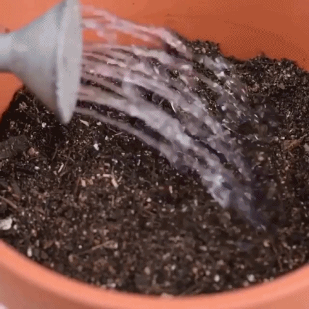 집에서 손 쉽게 키위바나나 재배하는 법.jpgif | 인스티즈