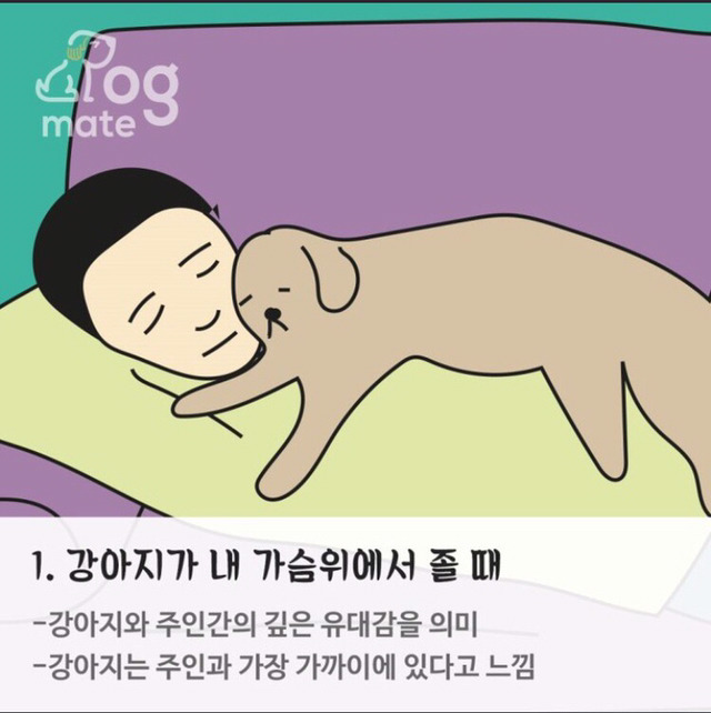자는 자세로 보는 나와 강아지의 관계 | 인스티즈