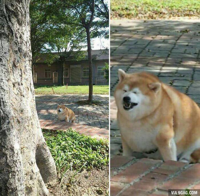 다이어트가 힘든 시바견.jpg | 인스티즈