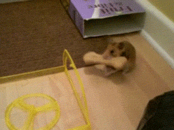 쿠키 훔쳐가는 햄스터 | 인스티즈