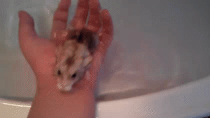 생각보다 심각해 보이는 유튜브 내 햄스터 학대2 (ft.수영/목욕) | 인스티즈