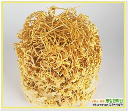 많이 섬뜩한 동충하초의 비밀(feat.포켓몬스터 동심파괴) | 인스티즈