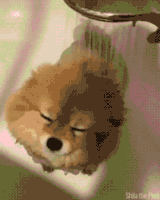 [움짤] 목욕시킬맛 나는 강아지 | 인스티즈