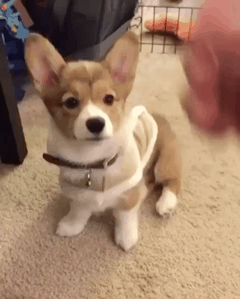 총 맞은 강아지.gif | 인스티즈