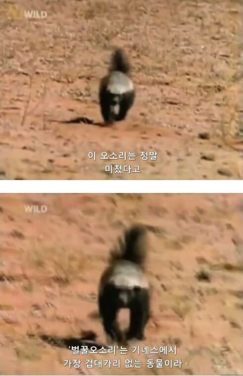 벌꿀오소리는 x도 신경 안쓴다구 | 인스티즈