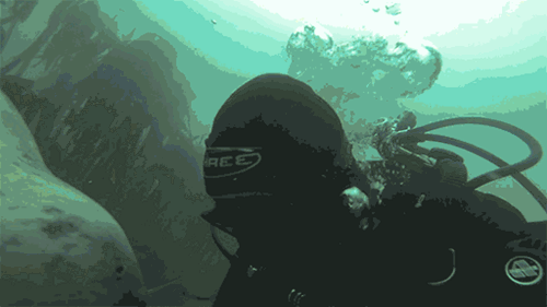 물개가 개인 이유 | 인스티즈