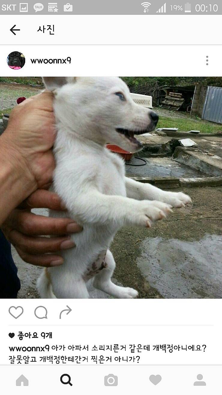 익산유기동물보호소의 공고사진 항의전화나 민원글쓰자(강아지 마음아픈사진있어)! | 인스티즈