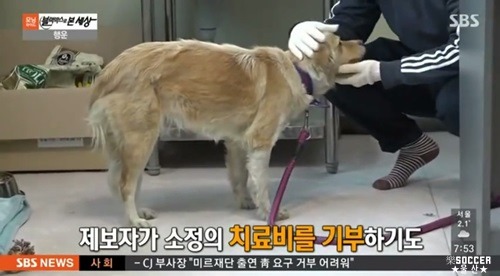 차에 치인 강아지.jpgif (훈훈주의) | 인스티즈