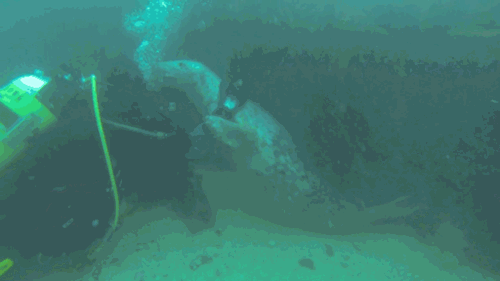 물개가 개인 이유 | 인스티즈