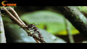 많이 섬뜩한 동충하초의 비밀(feat.포켓몬스터 동심파괴) | 인스티즈