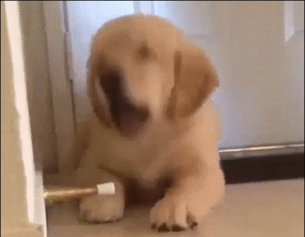 골든 리트리버 화내는 모습ㄷㄷㄷ.gif (무서움주의) | 인스티즈