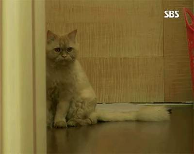 [동물농장] 위너집에 사는 두 얼굴의 고양이 죠니 | 인스티즈